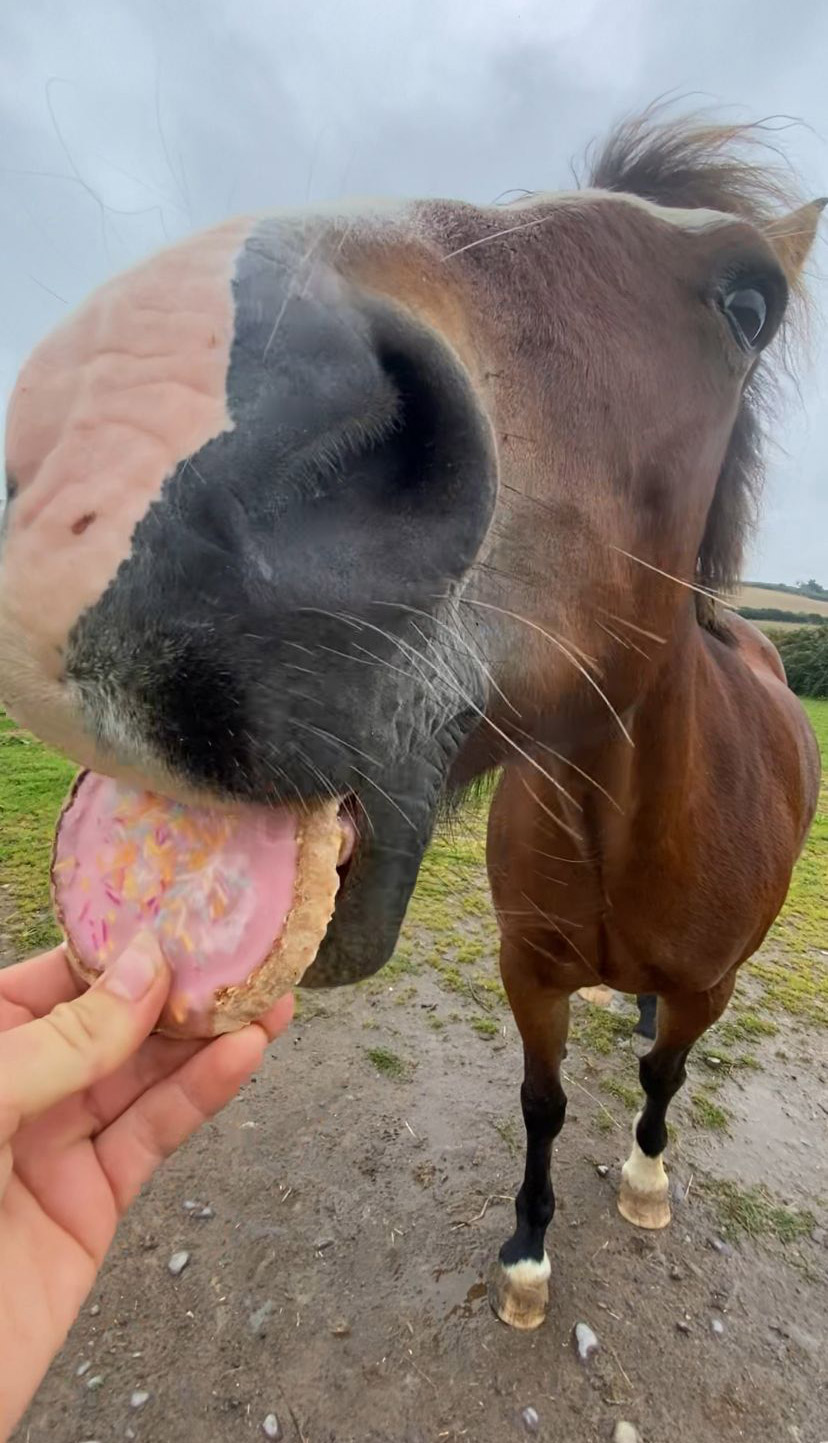 Horse Treats